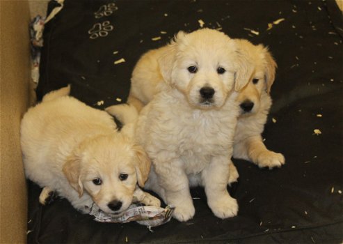 Golden Retriever-puppy's - 2