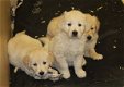 Golden Retriever-puppy's - 2 - Thumbnail