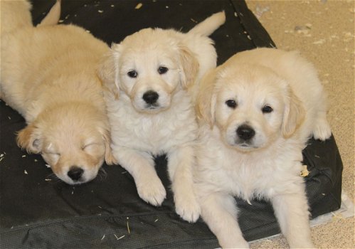 Golden Retriever-puppy's - 3