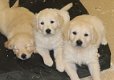 Golden Retriever-puppy's - 3 - Thumbnail