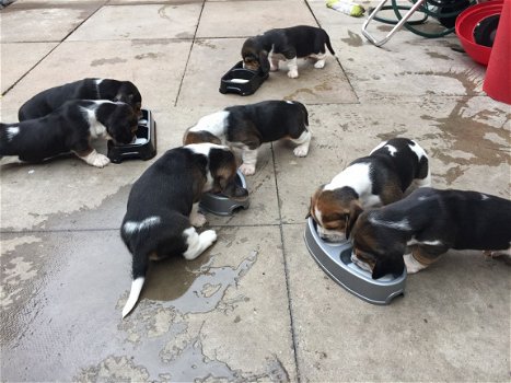 Prachtige Basset Hound Puppies - 1