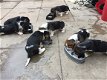 Prachtige Basset Hound Puppies - 1 - Thumbnail