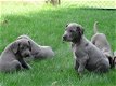 duitse dog pups - 1 - Thumbnail