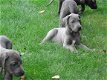 duitse dog pups - 3 - Thumbnail