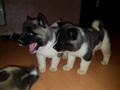 Zoete Akita-puppy's - 2