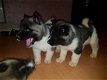 Zoete Akita-puppy's - 2 - Thumbnail