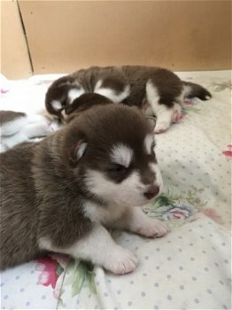 Alaskan Malamute puppy's - 1