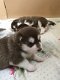 Alaskan Malamute puppy's - 1 - Thumbnail