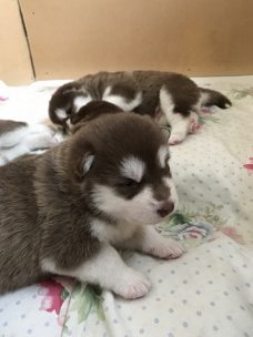 Alaskan Malamute puppy's