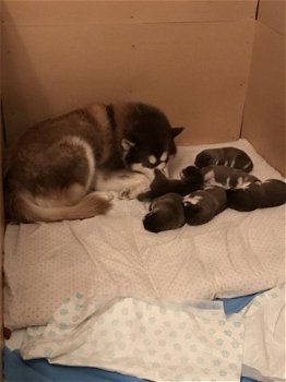 Alaskan Malamute puppy's - 2