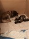 Alaskan Malamute puppy's - 2 - Thumbnail