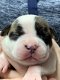 Kostbare Amerikaanse Bulldog-puppy's beschikbaar - 2 - Thumbnail