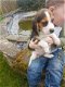 Tiny Beagle puppy's te koop - 1 - Thumbnail