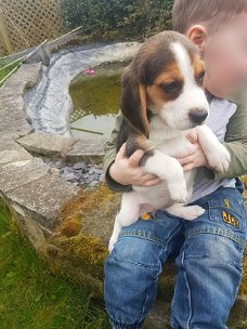 Tiny Beagle puppy's te koop