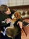 Tiny Beagle puppy's te koop - 2 - Thumbnail
