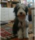 bearded collie puppy's - 2 - Thumbnail