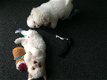 bichon frise puppy's - 1 - Thumbnail