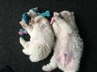 bichon frise puppy's - 2 - Thumbnail