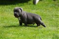 Prachtige blauwe staffordshire bullterier puppy's te koop - 1 - Thumbnail