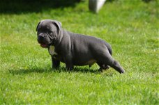 Prachtige blauwe staffordshire bullterier puppy's te koop