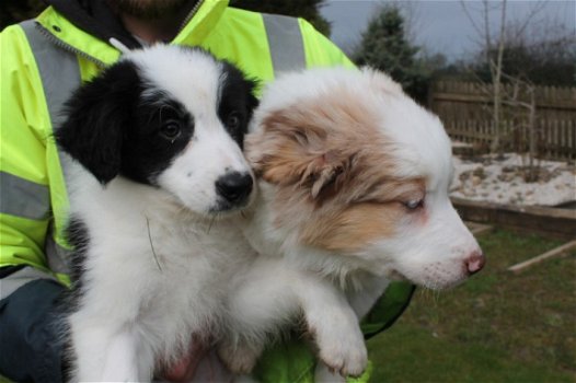 Mooie pure border collie puppy's. - 1