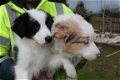 Mooie pure border collie puppy's. - 1 - Thumbnail