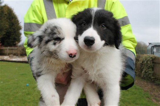 Mooie pure border collie puppy's. - 2