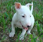 Schattige bull terrir-puppy's - 2