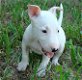 Schattige bull terrir-puppy's - 2 - Thumbnail