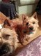 Vorm mooi Cairn Terrier-puppy's - 1 - Thumbnail