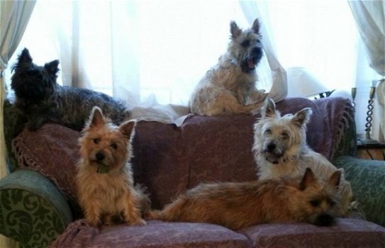 Vorm mooi Cairn Terrier-puppy's - 2