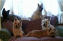 Vorm mooi Cairn Terrier-puppy's - 2 - Thumbnail