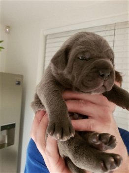 12 weken oude canecorso-puppy's - 1