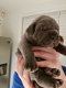 12 weken oude canecorso-puppy's - 1 - Thumbnail