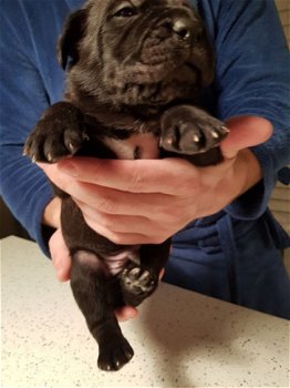 12 weken oude canecorso-puppy's - 2