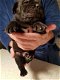 12 weken oude canecorso-puppy's - 2 - Thumbnail