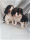 Mooie kleine Cavalier King Charles-puppy's - 1 - Thumbnail