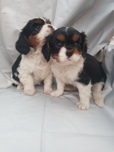 Mooie kleine Cavalier King Charles-puppy's