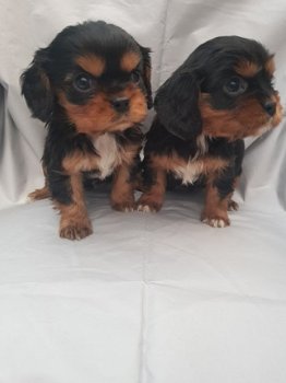 Mooie kleine Cavalier King Charles-puppy's - 2