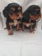 Mooie kleine Cavalier King Charles-puppy's - 2 - Thumbnail