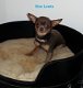 chihuahua puppy's beschikbaar - 2 - Thumbnail