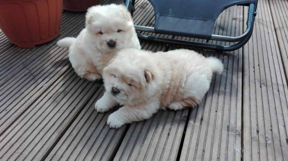 Charmante Chow Chow-puppy's - 1