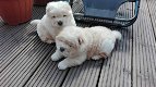 Charmante Chow Chow-puppy's - 1 - Thumbnail