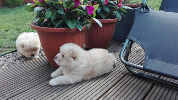 Charmante Chow Chow-puppy's - 2