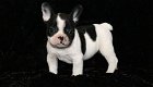 Uitstekende Franse Bulldog - 1 - Thumbnail