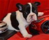 Uitstekende Franse Bulldog - 2 - Thumbnail