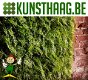 Künstliche Hecke als Gartenschutz - kunsthecke Sichtschutz - 2 - Thumbnail