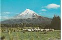 Nieuw Zeeland Mt. Egmont - 1 - Thumbnail