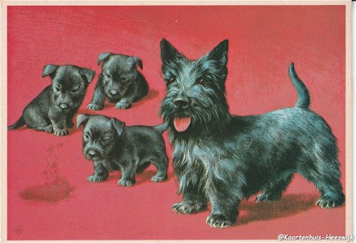 Scottish Terrier met pups - 1