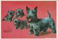 Scottish Terrier met pups - 1 - Thumbnail